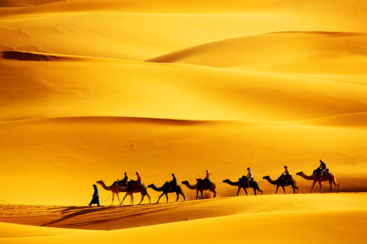 People are sitting on camels in the desert walking in one line