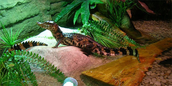 Baby crocodile at Dubai Aquarium