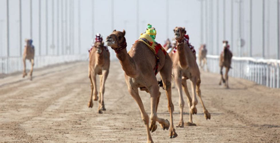 Racing camels with robots on their back