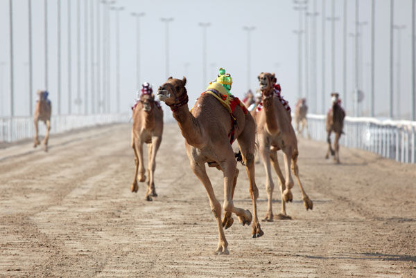 Racing camels with robots on their back