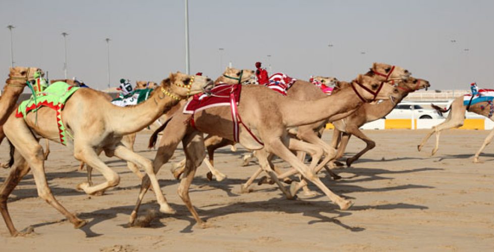 Racing camels with robots on their back