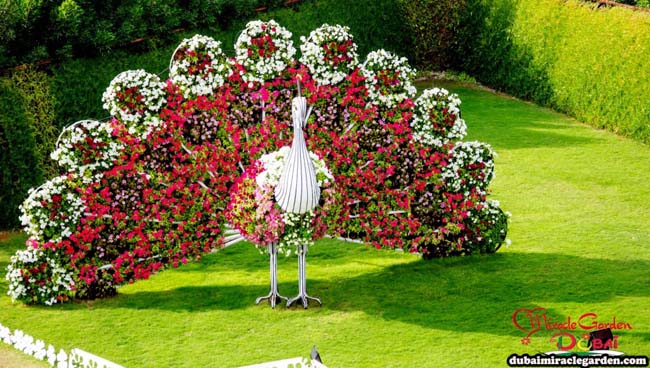 Peacock made of flowers