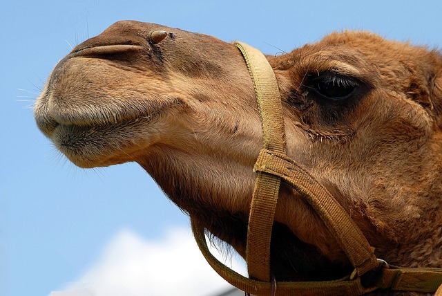 camel-1624643_640