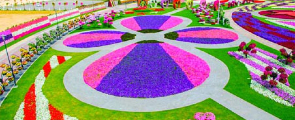 Dubai Miracle Garden with colourful flower compositions