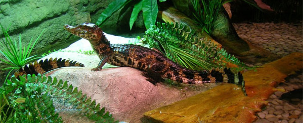 Baby crocodile at Dubai Aquarium