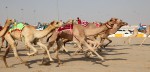 Racing camels with robots on their back