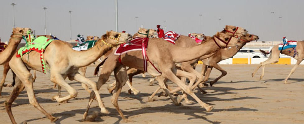 Racing camels with robots on their back